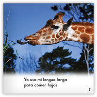 Las jirafas from Zoozoo En La Selva