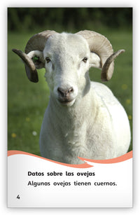 Las ovejas from Fábulas y el Mundo Real