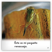 Las ranas from Zoozoo En La Selva