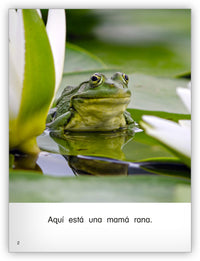 Las ranas crecen from Colección Caleidoscopio