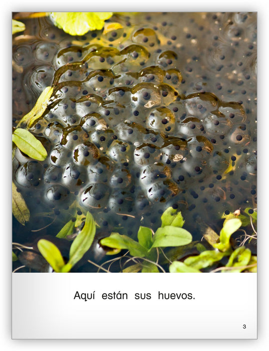 Las ranas crecen from Colección Caleidoscopio