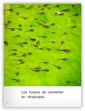 Las ranas crecen from Colección Caleidoscopio
