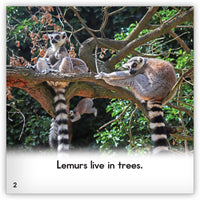 Lemur from Zoozoo Animal World
