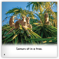 Lemur from Zoozoo Animal World