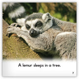 Lemur from Zoozoo Animal World