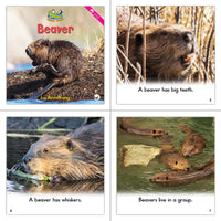 Level C Dual Language Set (6-Packs)