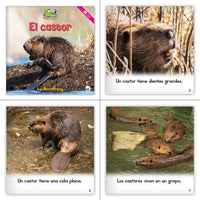 Level C Dual Language Set