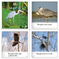 Level D Dual Language Set (6-Packs)