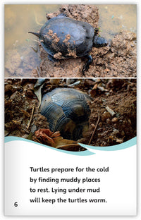 Life in a Frozen Lake