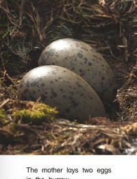 Little Blue Penguins from Kaleidoscope Collection