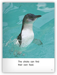 Little Blue Penguins Big Book