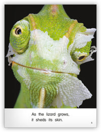 Lizards from Kaleidoscope Collection