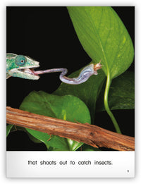 Lizards from Kaleidoscope Collection