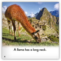 Llama from Zoozoo Animal World