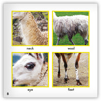 Llama from Zoozoo Animal World