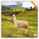 Llama from Zoozoo Animal World