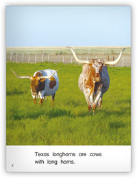 Longhorns from Kaleidoscope Collection
