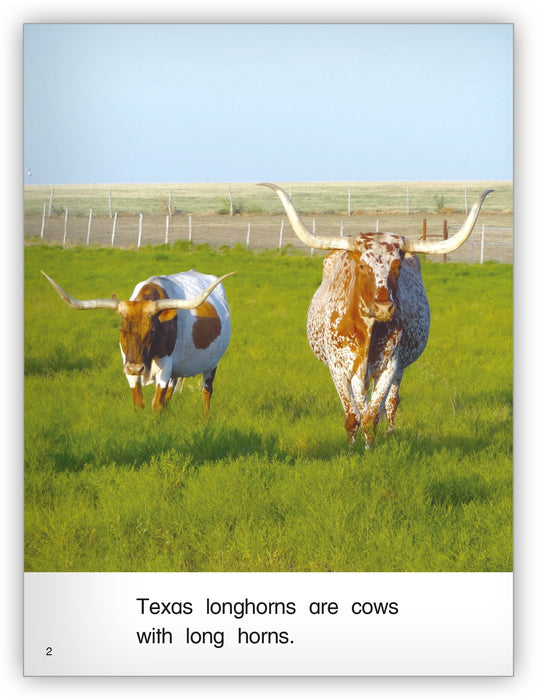 Longhorns from Kaleidoscope Collection