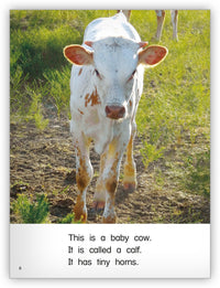 Longhorns from Kaleidoscope Collection