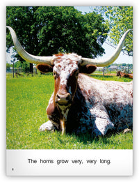 Longhorns from Kaleidoscope Collection