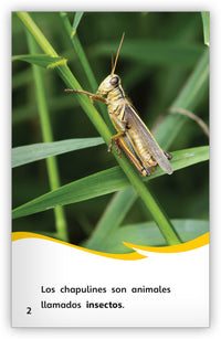 Los chapulines Leveled Book