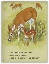 Los ciervos de cola blanca