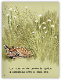 Los ciervos de cola blanca