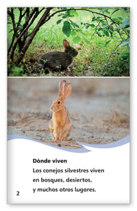 Los conejos silvestres from Fábulas y el Mundo Real