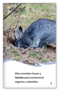 Los conejos silvestres from Fábulas y el Mundo Real