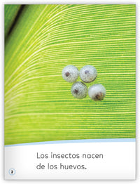 Los insectos