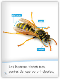 Los insectos