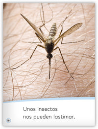 Los insectos