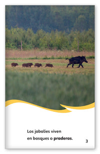 Los jabalíes from Fábulas y el Mundo Real