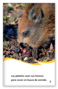 Los jabalíes from Fábulas y el Mundo Real