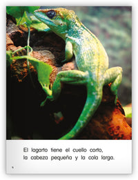 Los lagartos from Colección Caleidoscopio