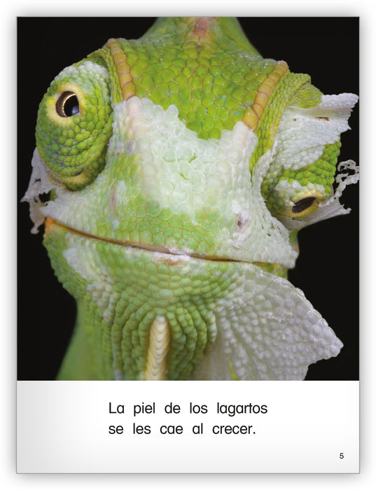 Los lagartos from Colección Caleidoscopio