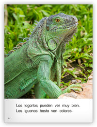 Los lagartos from Colección Caleidoscopio