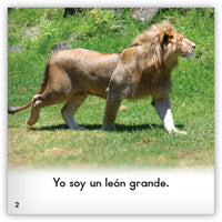 Los leones from Zoozoo En La Selva