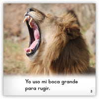 Los leones from Zoozoo En La Selva