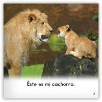 Los leones from Zoozoo En La Selva