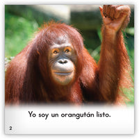 Los orangutanes from Zoozoo En La Selva