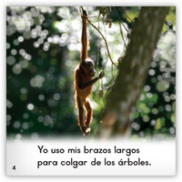 Los orangutanes from Zoozoo En La Selva