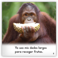 Los orangutanes from Zoozoo En La Selva