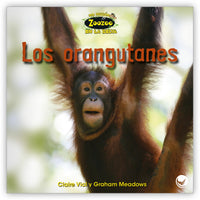 Los orangutanes from Zoozoo En La Selva