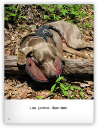 Los perros from Colección Caleidoscopio