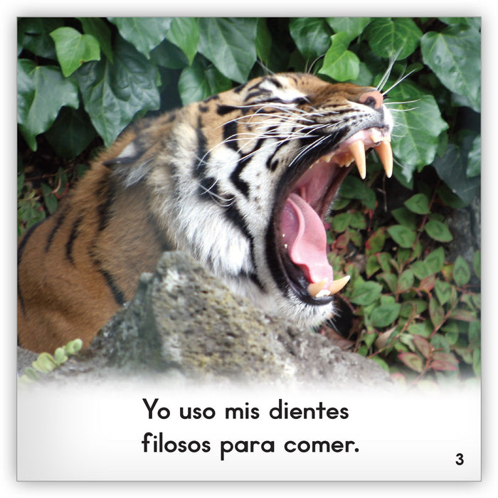 Los tigres from Zoozoo En La Selva