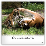 Los tigres from Zoozoo En La Selva