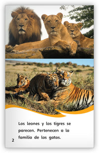Los tigres y los leones: parecidos y diferentes from Fábulas y el Mundo Real