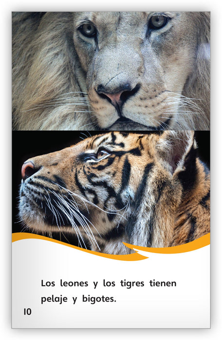 Los tigres y los leones: parecidos y diferentes from Fábulas y el Mundo Real