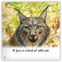 Lynx from Zoozoo Animal World